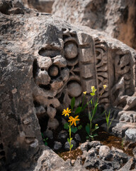 yellow living flower on a stone ornament of flowers on the ruins of city of Jerash in Jordan in spring