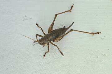 Tettigoniidae with a sharp tail on a wall in a house