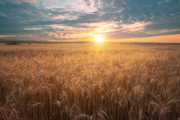 Beautiful sunset over golden wheat summer field. Magnificent sky and ripe wheat ears on dusk scenery.