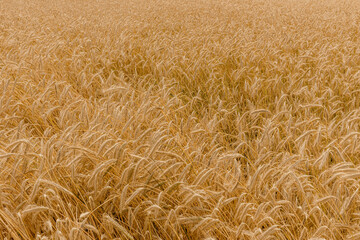 Golden rye field background.
