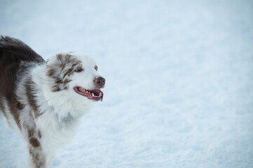 dog in snow