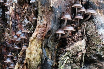 Mycena tintinnabulum - a small mushroom in a cluster on a tree stump in green moss.