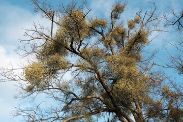 A sick withered tree attacked by mistletoe (viscum). They are woody, obligate hemiparasitic shrubs