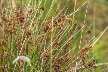 totora, tallos, césped, naturaleza, fábrica, verde, campa, verano, trigo, chacras, granito, primavera, agricultura, cosecha, ciclos, flora, acrecentar, hojas, flor, cereal