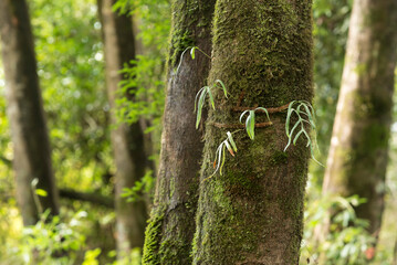 hojas  verdes, hojas colgantes, árbol, bosque, naturaleza, verde, madera, corteza, cofres, fábrica, musgo, languidecer, primavera, hojas, aparcar, verano, madera, árbol, abedul, hojas, sucursal, otoña