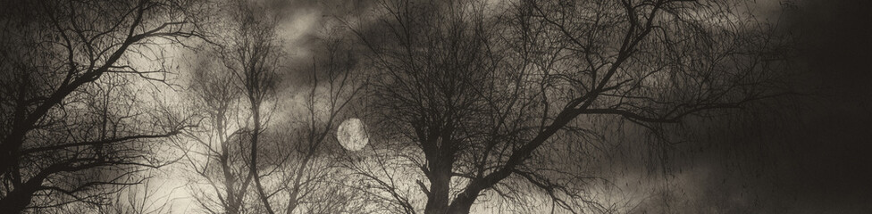 Art grunge landscape in black and white showing silhouette of the trees in the forest and moon at...