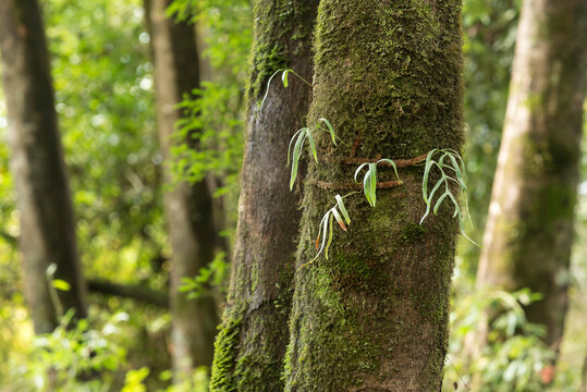 hojas  verdes, hojas colgantes, &aacute;rbol, bosque, naturaleza, verde, madera, corteza, cofres, f&aacute;brica, musgo, languidecer, primavera, hojas, aparcar, verano, madera, &aacute;rbol, abedul, hojas, sucursal, oto&ntilde;a