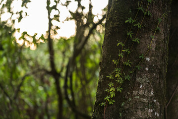 árbol, bosque, naturaleza, verde, corteza, cofres, primavera, árbol, aparcar, hojas, madera, fábrica, hojas, sucursal, verano, madera, tronco, languidecer, follaje, viejo, otoñal, al aire libre, abedu