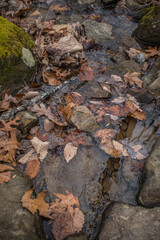 Leaves fallen on rocks in a creek