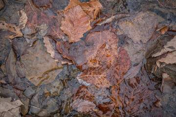 Leaves underwater in a creek