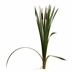wild field grass, isolated on white background, 3D illustration, cg render