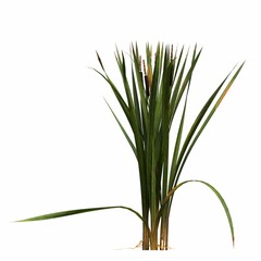 wild field grass, isolated on white background, 3D illustration, cg render