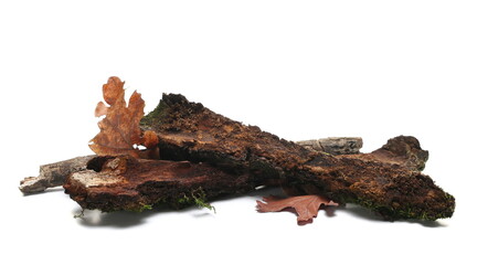 Old, wet, rotten bark oak tree isolated on white 