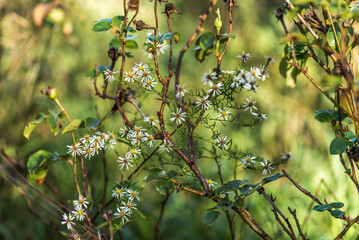 flores blancas. flores amarillas, árbol, naturaleza, primavera, fábrica, flor, sucursal, hojas,...