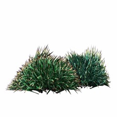 wild field grass, isolated on white background, 3D illustration, cg render