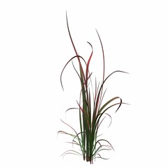 wild field grass, isolated on white background, 3D illustration, cg render