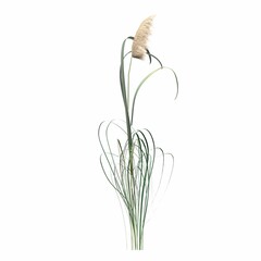 wild field grass, isolated on white background, 3D illustration, cg render