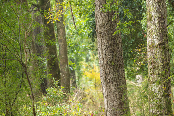 arboles bosques verdes, bosque, árbol, naturaleza, árbol, madera, madera, verde, paisaje, languidecer, primavera, cofres, verano, abedul, al aire libre, nativo, ambiente, fábrica, bosque, aparcar, cam