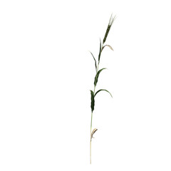 wild field grass, isolated on a transparent background, 3D illustration, cg render