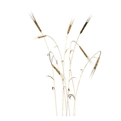 Obraz premium wild field grass, isolated on a transparent background, 3D illustration, cg render