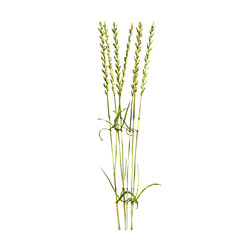 Fototapeta premium wild field grass, isolated on a transparent background, 3D illustration, cg render