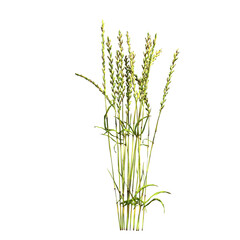 Naklejka premium wild field grass, isolated on a transparent background, 3D illustration, cg render