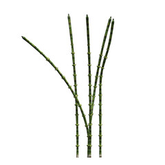 wild field grass, isolated on a transparent background, 3D illustration, cg render