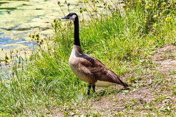 goose on the grass