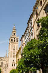 Fototapeta na wymiar Looking up at the Giralda tower in Seville, Orange trees in foreground