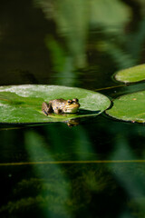 Rana en nenufar reflejada