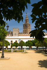 Fototapeta na wymiar The Giralda tower in Seville, Spain, seen from the grounds of the castle.