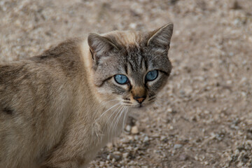 Obraz premium Retrato de gato en la calle con mirada penetrante