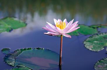 A pink lotus flower Nelumbo nucifera against the background of green leaves on the lake. Lotus on...