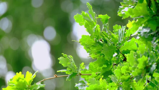 Rain Storm, Wind Gusts, young green oak foliage, Quercus robur leaves, spring, summer season in park, forest with blurry bokeh, nature protection, concept Severe Weather, background for designer