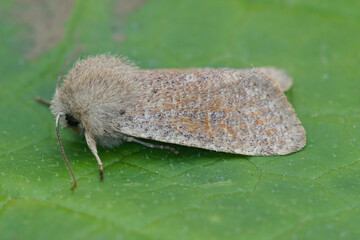 Detailed closeup on the European light brown colored small quaker owlet moth, Orthosia cruda, sitting on a green leaf
