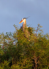 The grey heron is an easily recognised, grey-backed bird, with long legs, a long, white neck, bright yellow bill and a black eyestripe that continues as long, drooping feathers down the neck.