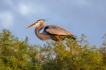 The grey heron is an easily recognised, grey-backed bird, with long legs, a long, white neck, bright yellow bill and a black eyestripe that continues as long, drooping feathers down the neck.