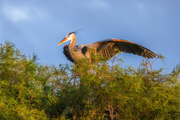 The grey heron is an easily recognised, grey-backed bird, with long legs, a long, white neck, bright yellow bill and a black eyestripe that continues as long, drooping feathers down the neck.