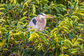 The grey heron is an easily recognised, grey-backed bird, with long legs, a long, white neck, bright yellow bill and a black eyestripe that continues as long, drooping feathers down the neck.