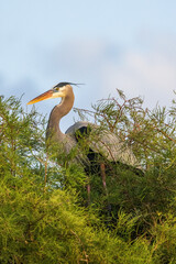 The grey heron is an easily recognised, grey-backed bird, with long legs, a long, white neck, bright yellow bill and a black eyestripe that continues as long, drooping feathers down the neck.