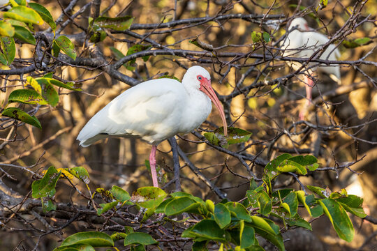White Ibises gather in groups in shallow wetlands and estuaries in the southeastern United States.