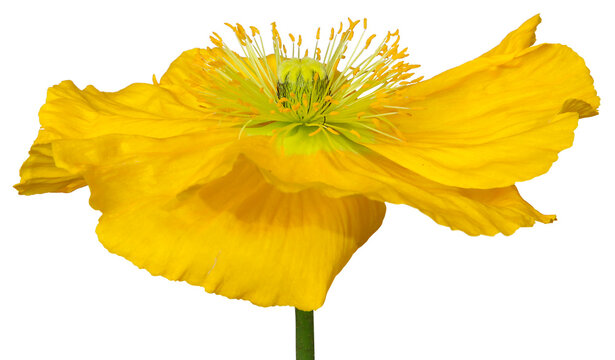 Pavots d'Islande jaune
