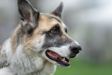 Head of big mongrel dog