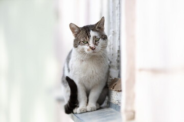 Sad tabby homeless cat sitting on windowsill outside