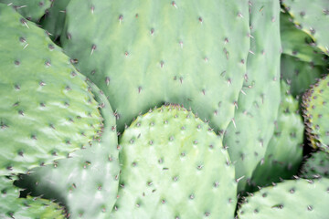 Some harvested nopales are stacked inside of a crate