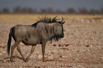 Blue Wildebeest (Connochaetes taurinus) approaching a waterhole in Etosha National Park, Namibia