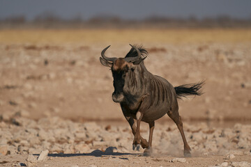 Blue Wildebeest (Connochaetes taurinus) approaching a waterhole in Etosha National Park, Namibia