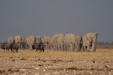 Herd of African Elephant (Loxodonta africana) approaching a waterhole in Etosha National Park, Namibia