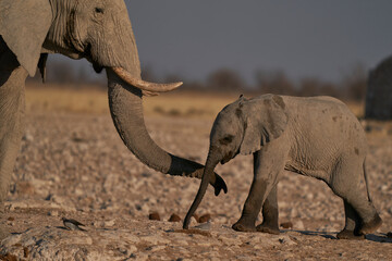 Young African Elephant (Loxodonta africana) at a waterhole in Etosha National Park, Namibia
