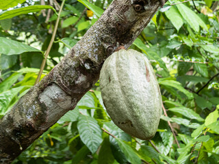 Cocoa farm in Southern Bahia Brazil. Green fruit on the cocoa tree